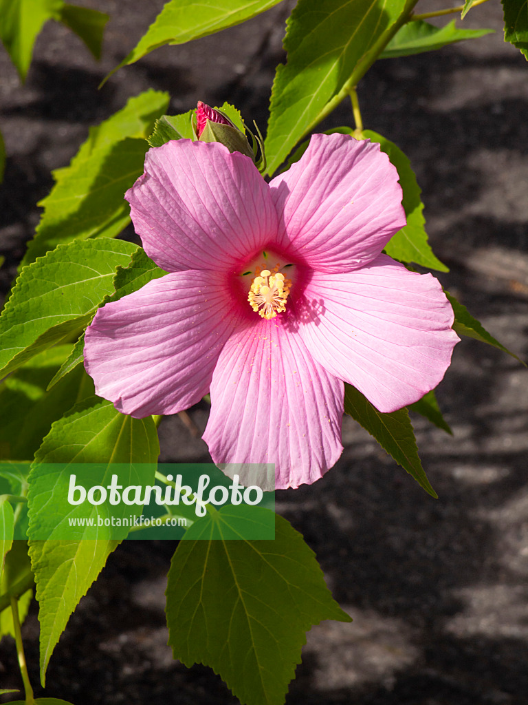 428316 - Sumpfeibisch (Hibiscus moscheutos)