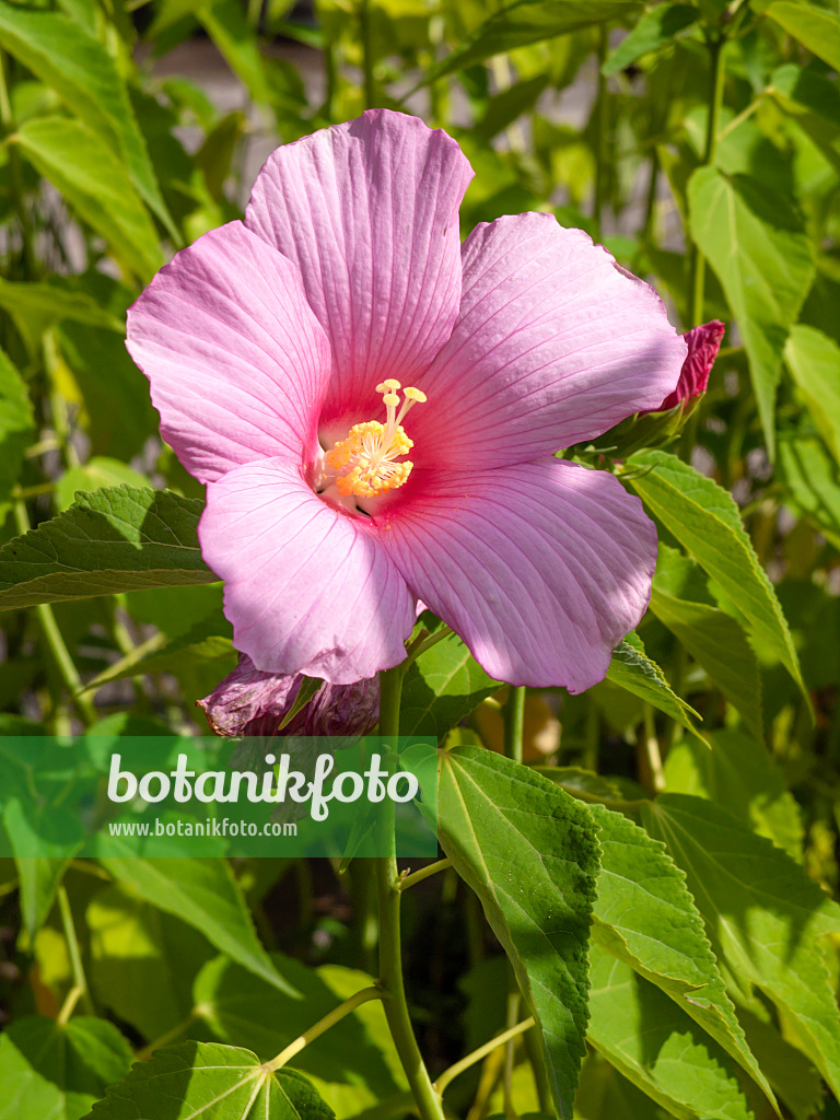 428317 - Sumpfeibisch (Hibiscus moscheutos)