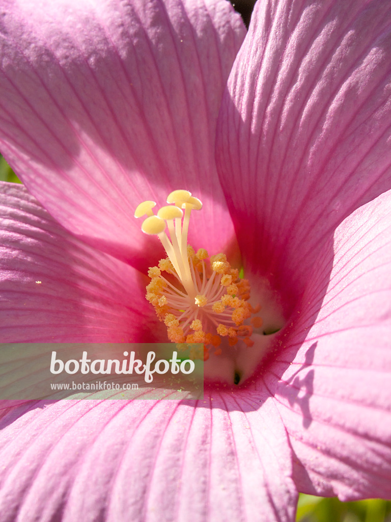 428318 - Sumpfeibisch (Hibiscus moscheutos)