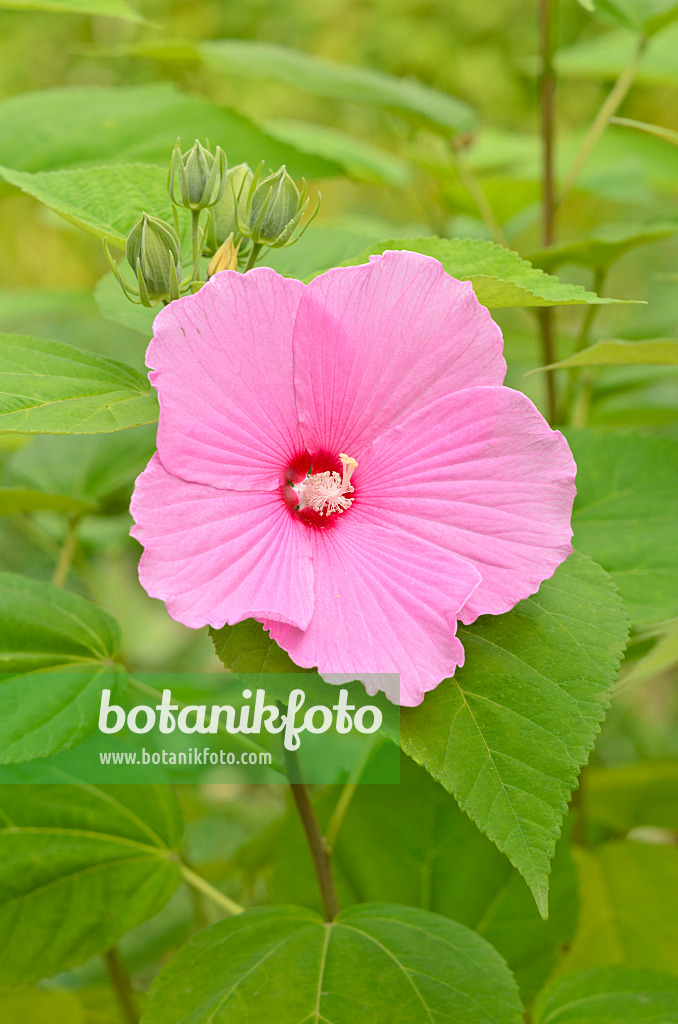 536164 - Sumpfeibisch (Hibiscus moscheutos)