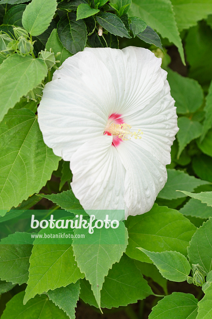 486155 - Sumpfeibisch (Hibiscus moscheutos 'Splash Pinot Grigio')