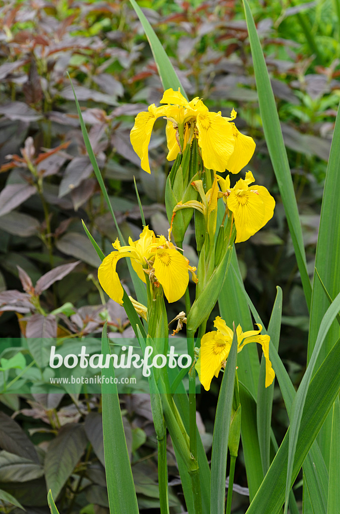 496387 - Sumpfschwertlilie (Iris pseudacorus)