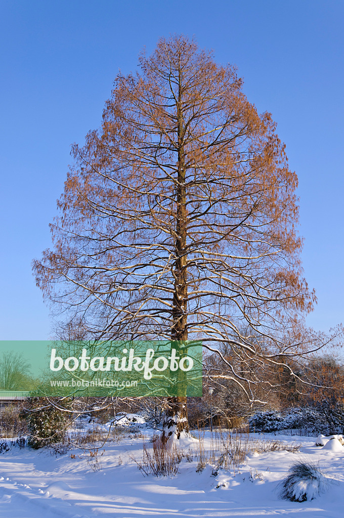 491030 - Sumpfzypresse (Taxodium distichum)