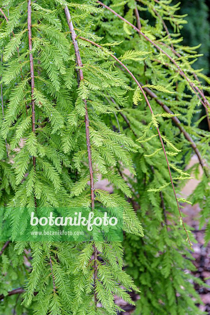 607217 - Sumpfzypresse (Taxodium distichum 'Cascade Falls')