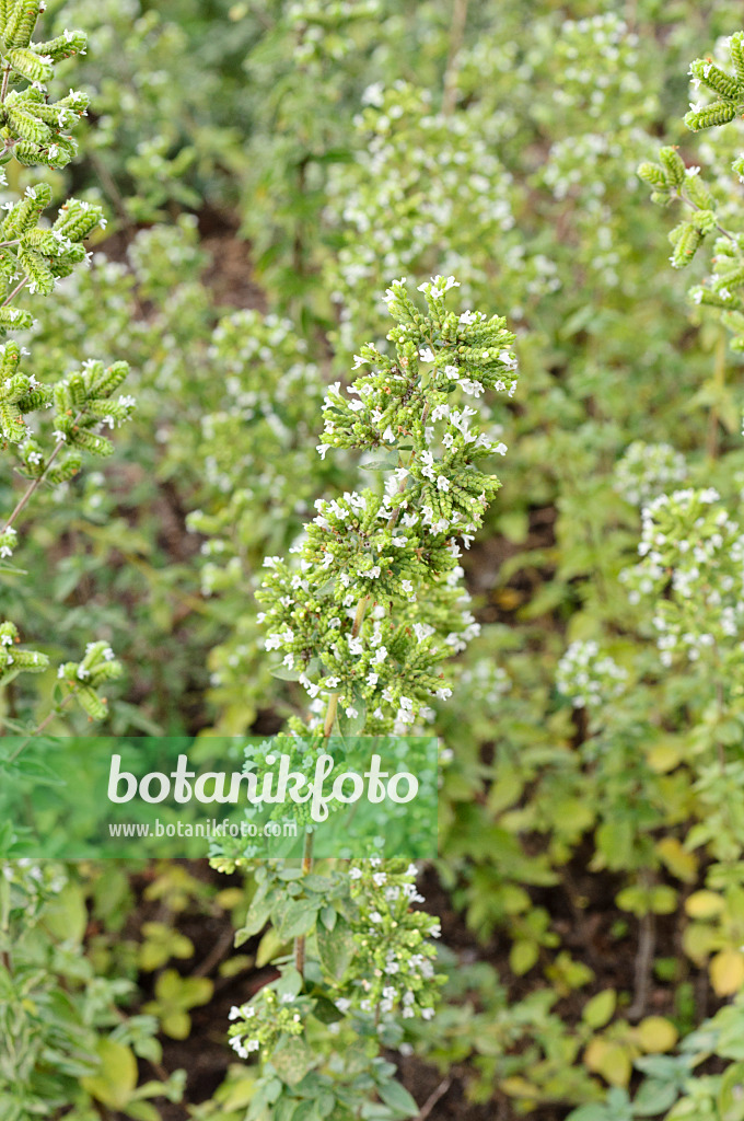 487168 - Syrischer Oregano (Origanum syriacum)