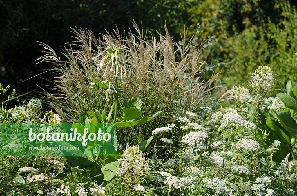 534438 - Tabak (Nicotiana), Chinaschilf (Miscanthus), Spinnenblumen (Tarenaya syn. Cleome) und Knorpelmöhren (Ammi)