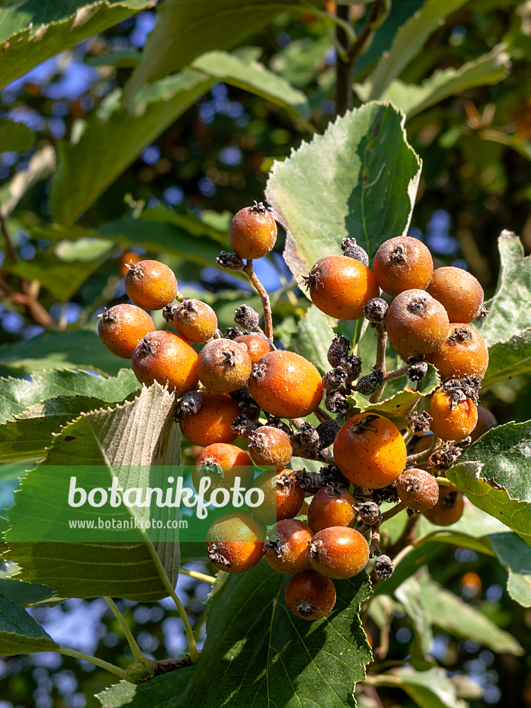 442010 - Täuschende Mehlbeere (Sorbus decipiens)