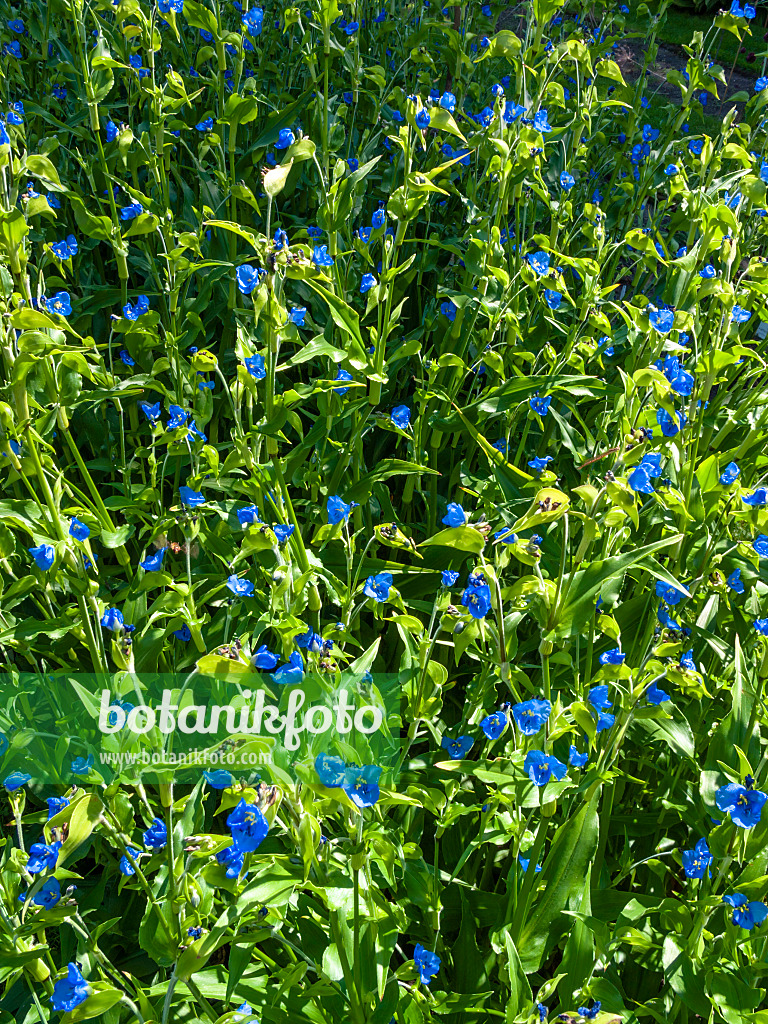 416037 - Tagblume (Commelina tuberosa)