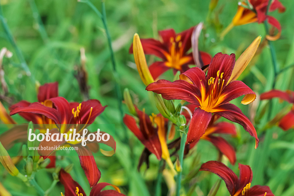 428259 - Taglilie (Hemerocallis Black Cherry)