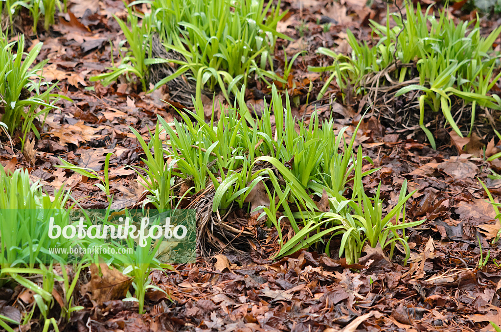 553013 - Taglilie (Hemerocallis Crimson Pirate)