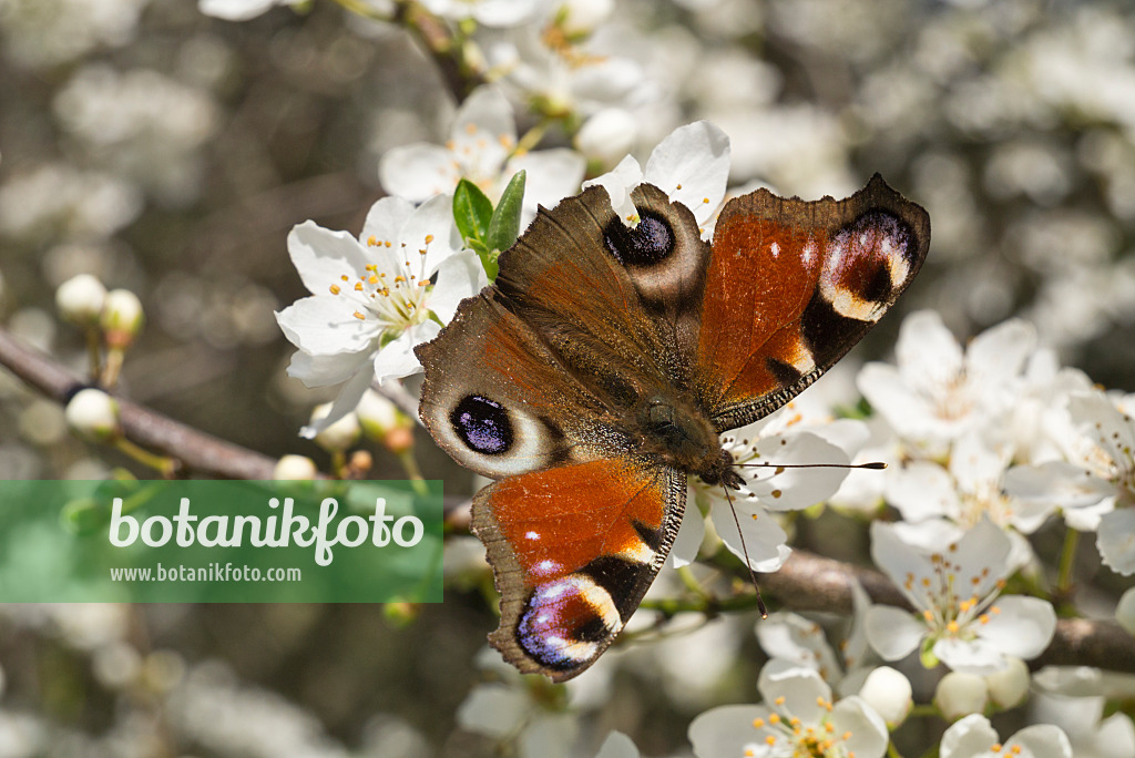 608030 - Tagpfauenauge (Inachis io) und Mirabelle (Prunus domestica subsp. syriaca)