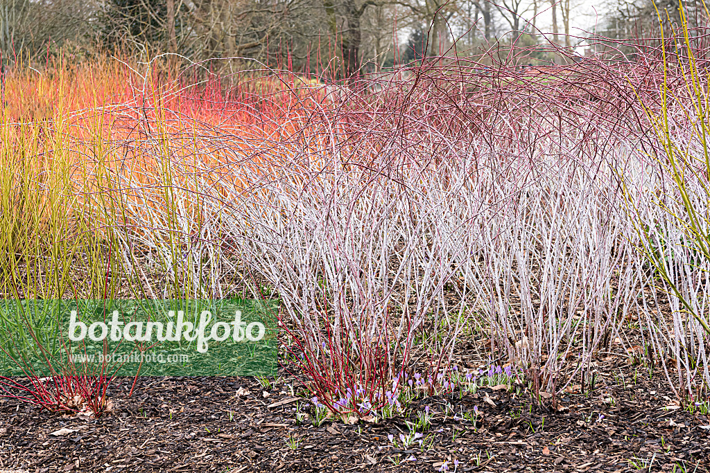 625359 - Tangutische Himbeere (Rubus cockburnianus) und Seidiger Hartriegel (Cornus sericea 'Budd's Yellow' syn. Cornus stolonifera 'Budd's Yellow')