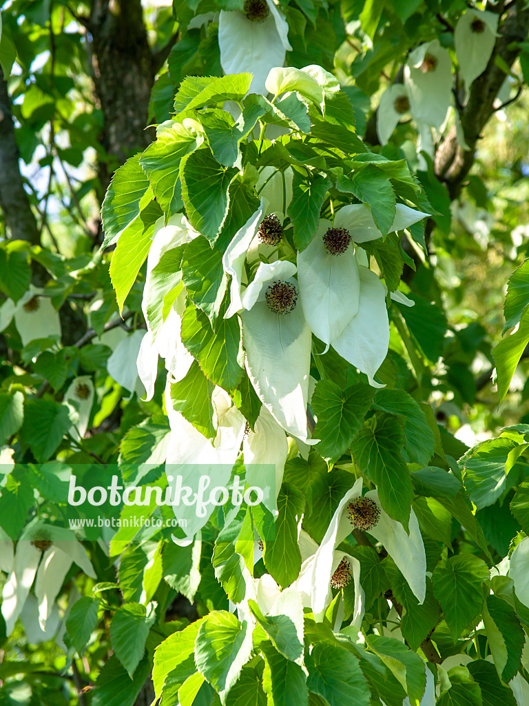 437278 - Taschentuchbaum (Davidia involucrata)