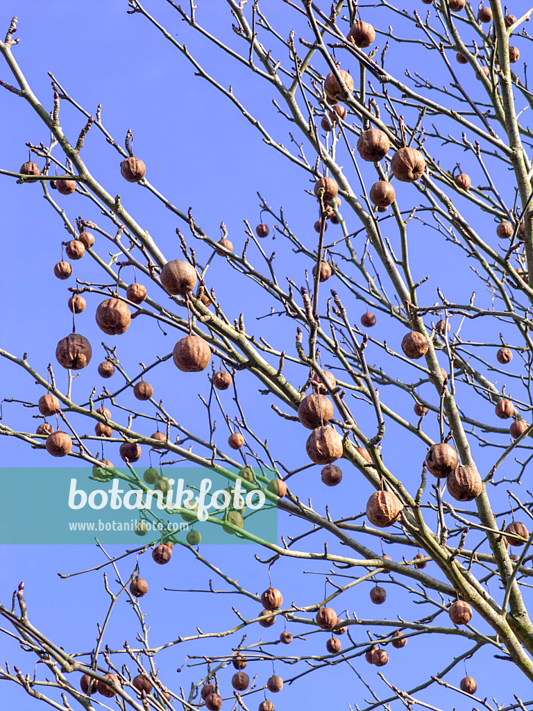 457010 - Taschentuchbaum (Davidia involucrata)