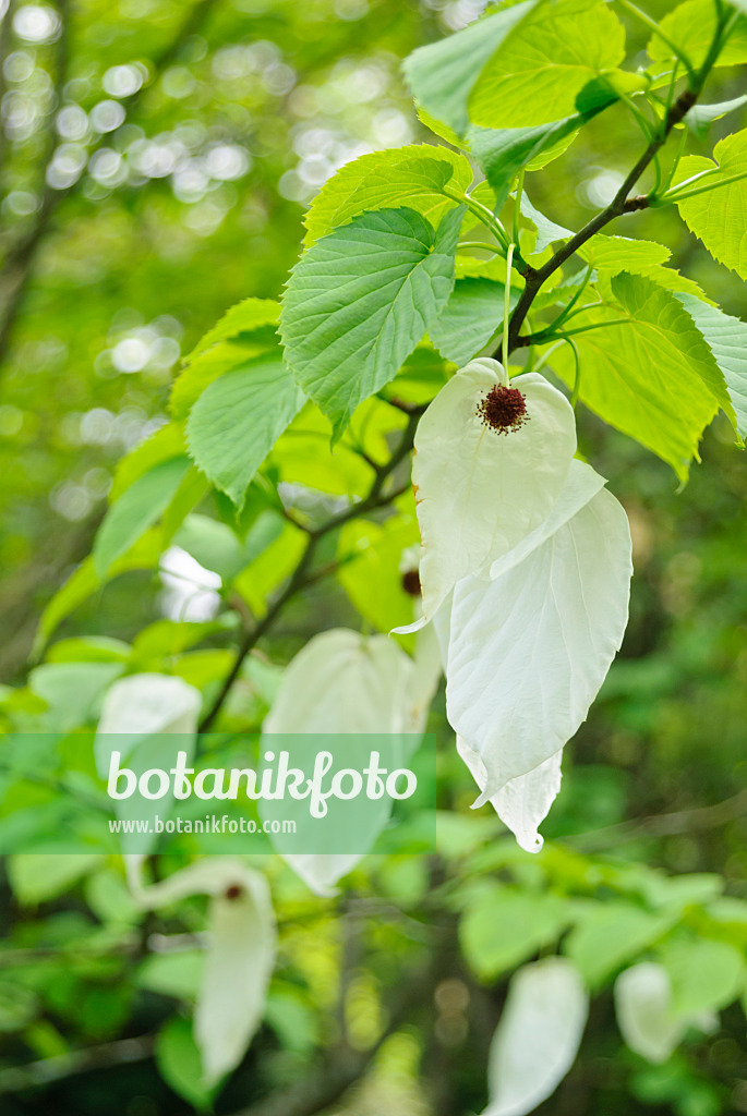 509139 - Taschentuchbaum (Davidia involucrata)