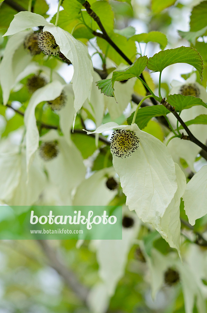 520128 - Taschentuchbaum (Davidia involucrata)