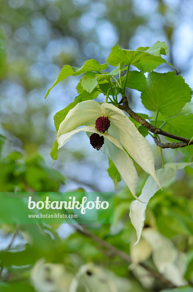 520190 - Taschentuchbaum (Davidia involucrata)