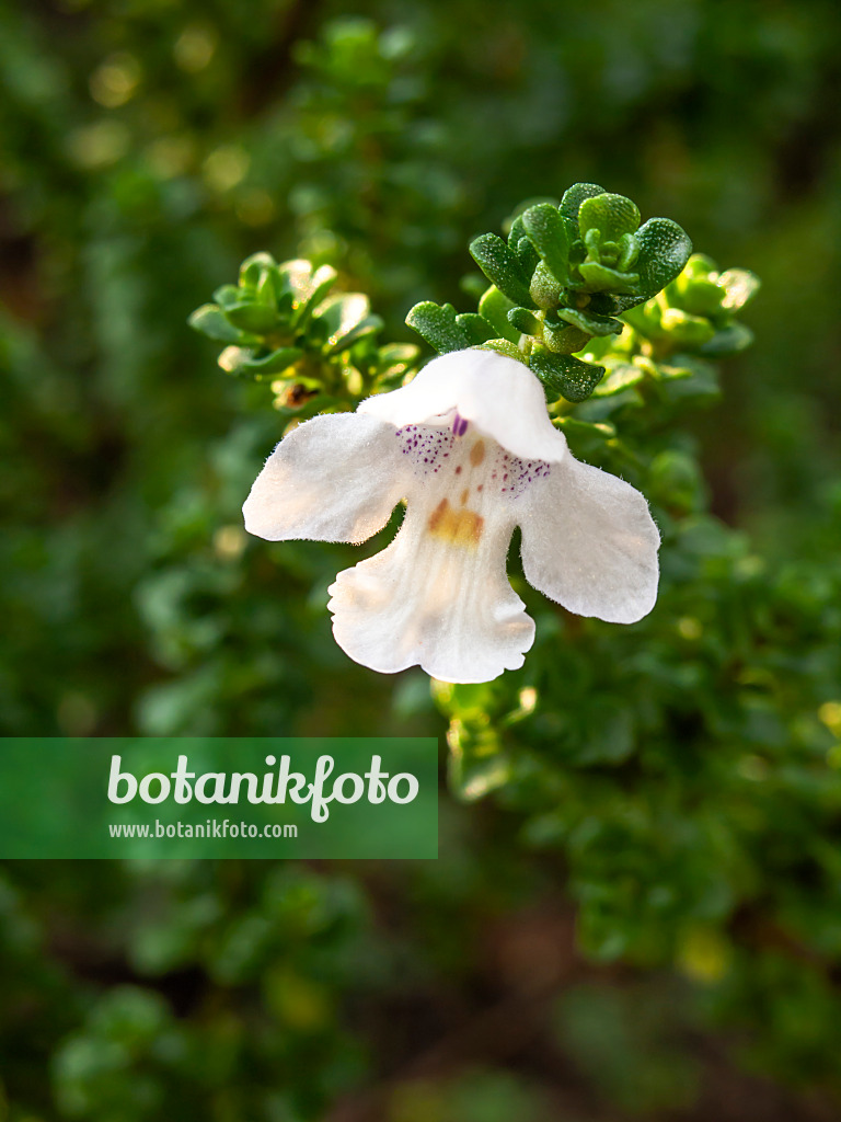 429116 - Tasmanischer Minzestrauch (Prostanthera cuneata)