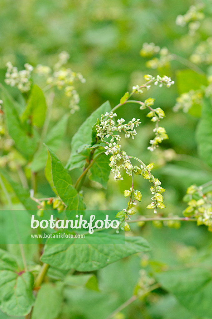 475013 - Tatarischer Buchweizen (Fagopyrum tataricum)