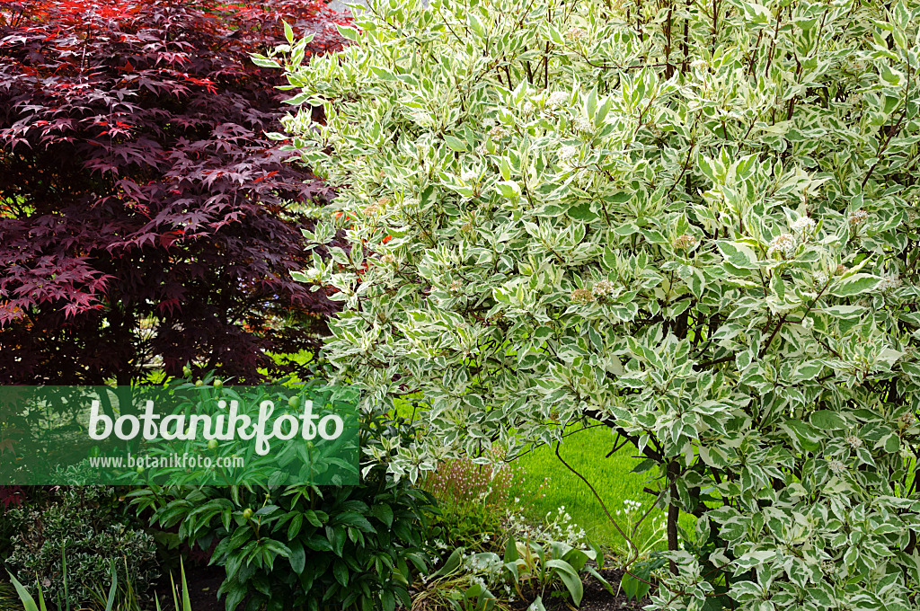 484342 - Tatarischer Hartriegel (Cornus alba) und Fächerahorn (Acer palmatum 'Atropurpureum')