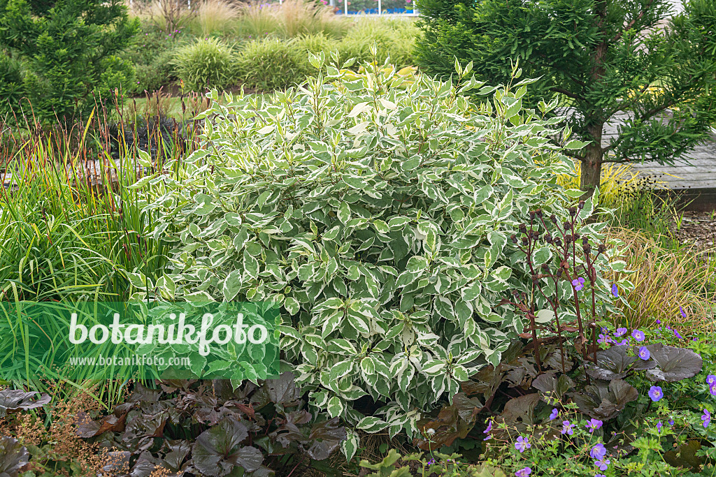 625162 - Tatarischer Hartriegel (Cornus alba 'Ivory Halo')