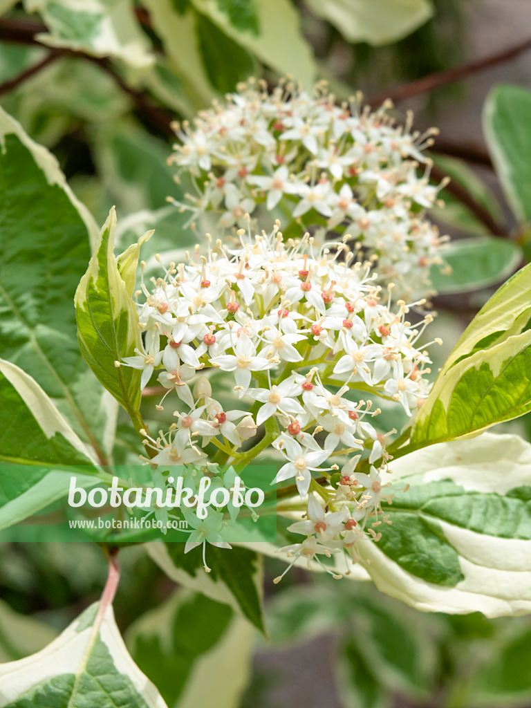 437372 - Tatarischer Hartriegel (Cornus alba 'Sibirica Variegata')