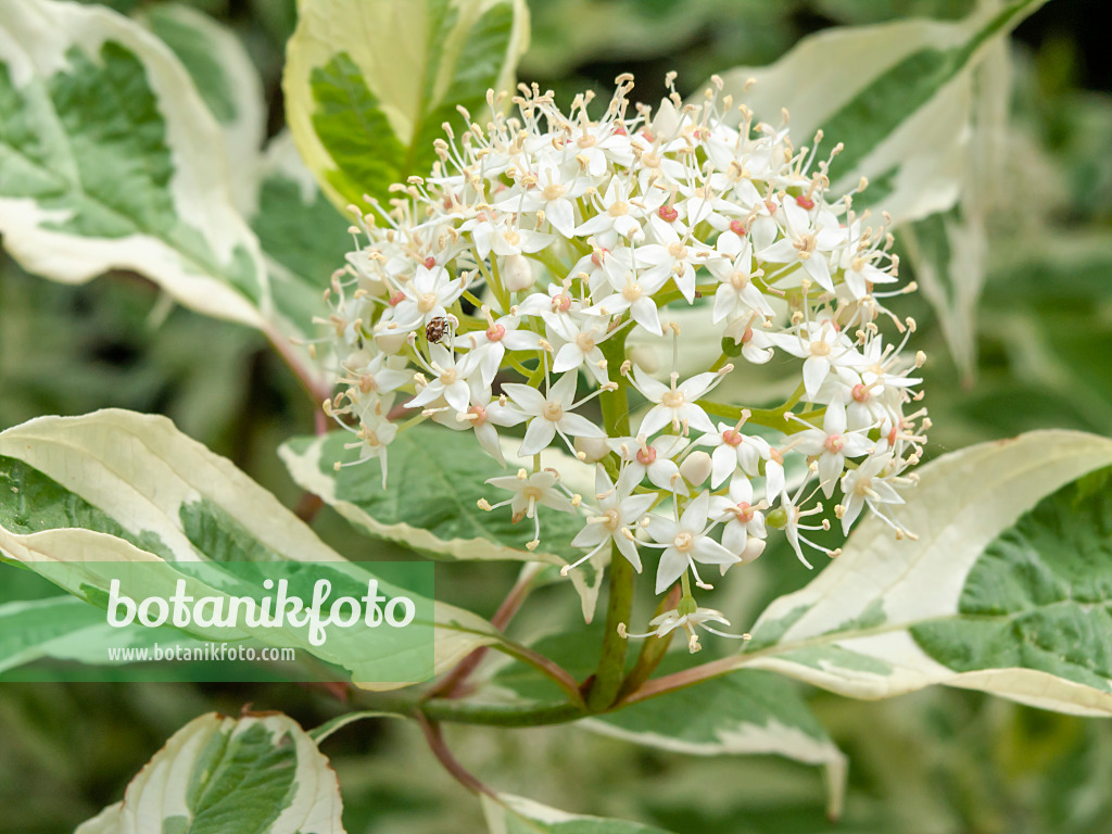 437373 - Tatarischer Hartriegel (Cornus alba 'Sibirica Variegata')