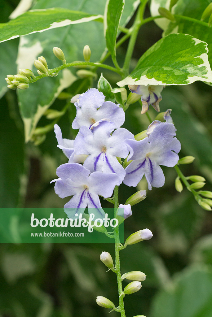 609044 - Taubenbeere (Duranta erecta)