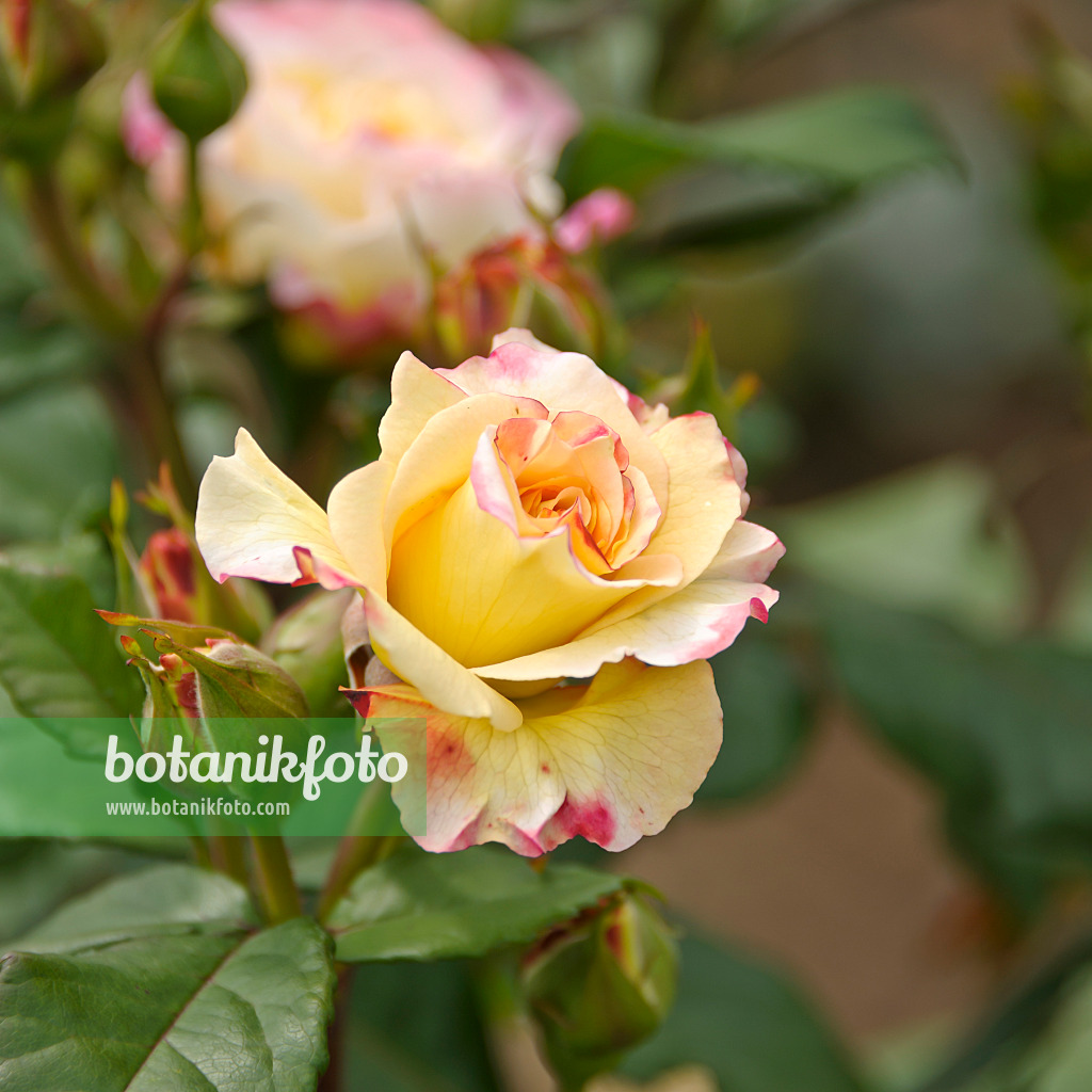 517409 - Teerose (Rosa Aquarell)