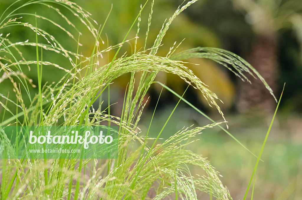 534339 - Teff (Eragrostis tef)