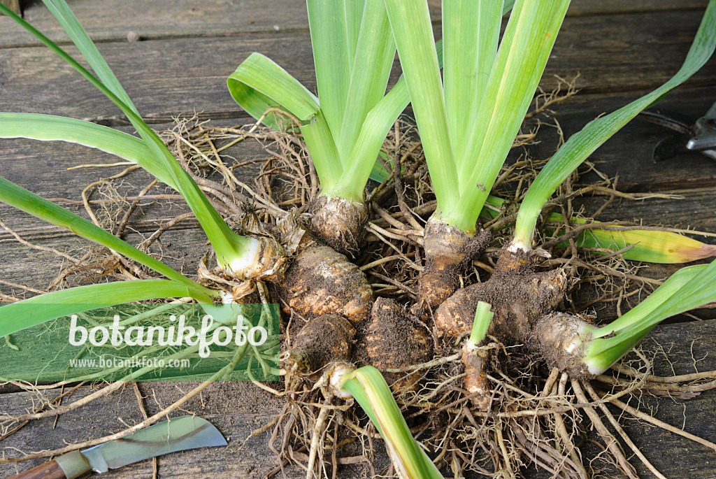 475286 - Teilen einer Schwertlilie (3): Rhizome vor dem Teilen