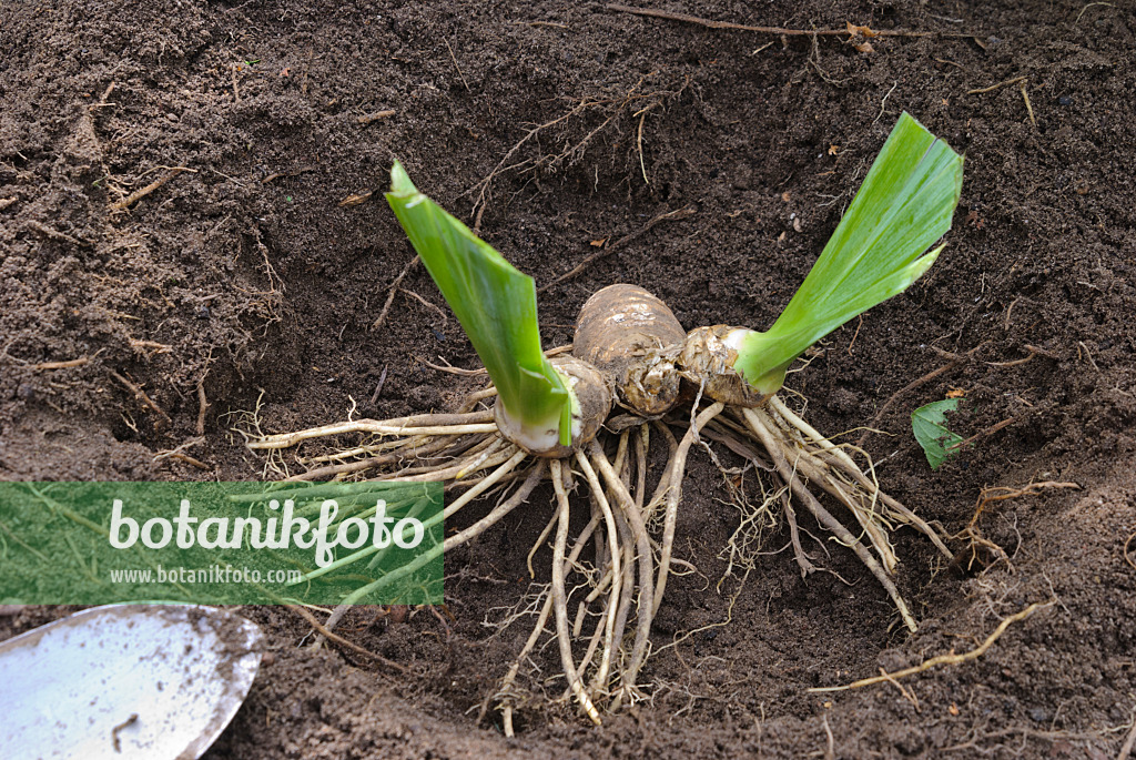 475292 - Teilen einer Schwertlilie (9): Vorbereitetes Pflanzloch mit Erhöhung für das Rhizom