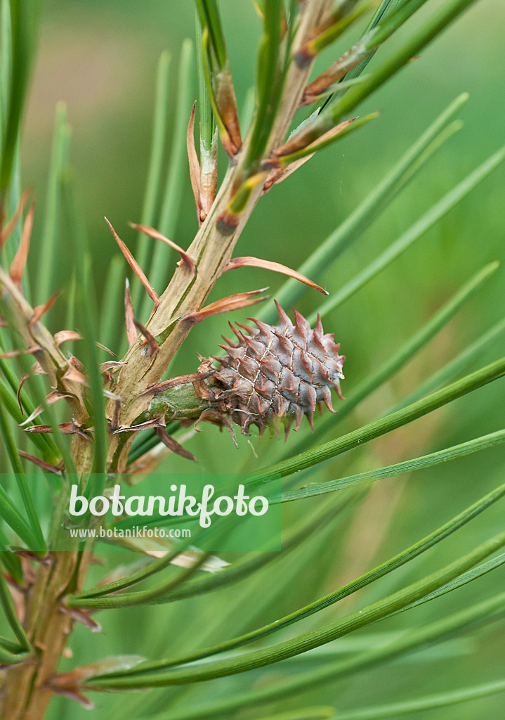 517266 - Tempelkiefer (Pinus bungeana)