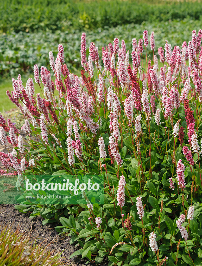 575179 - Teppichknöterich (Bistorta affinis 'Superba' syn. Polygonum affine 'Superba')