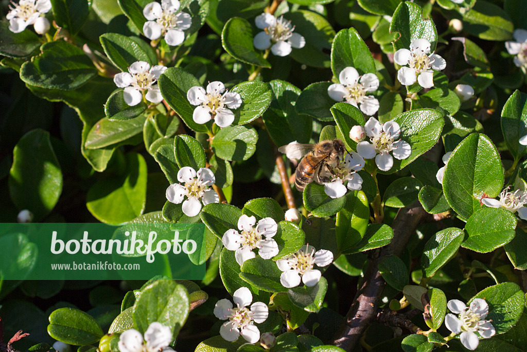 608127 - Teppichzwergmispel (Cotoneaster dammeri var. radicans) und Biene (Apis)