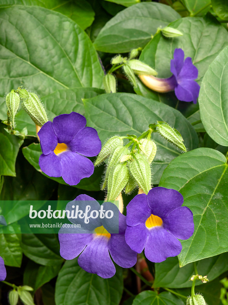 427114 - Thunbergie (Thunbergia battiscombei)