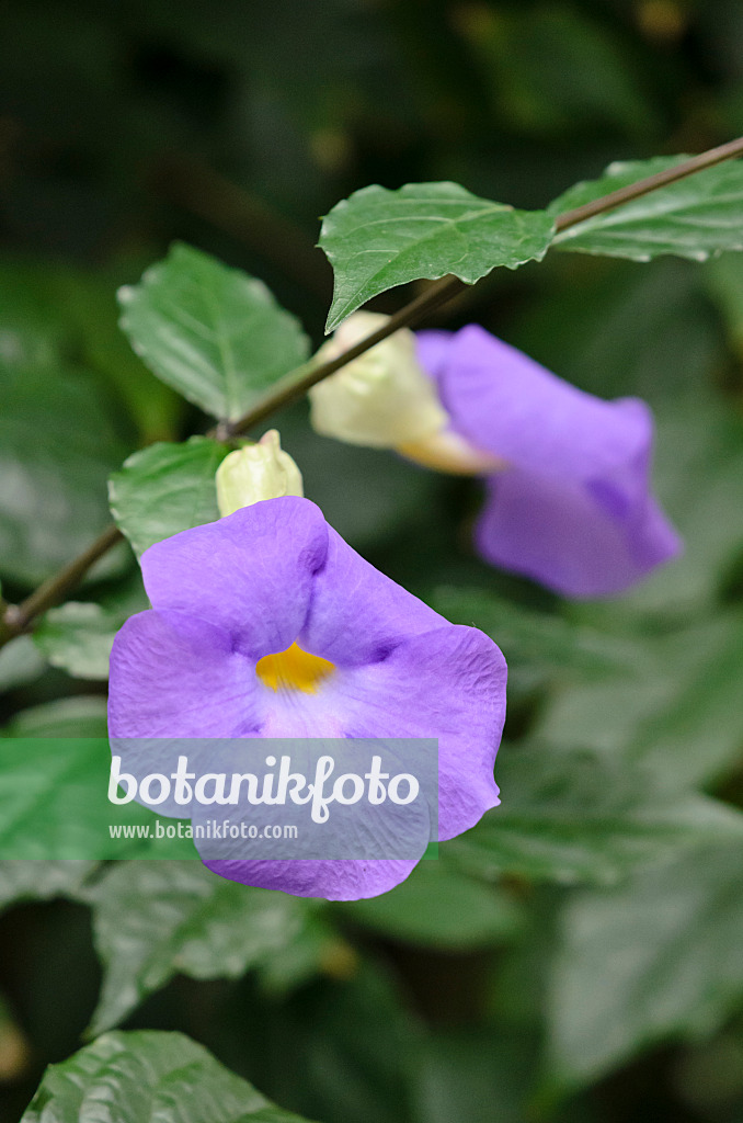 533593 - Thunbergie (Thunbergia battiscombei)