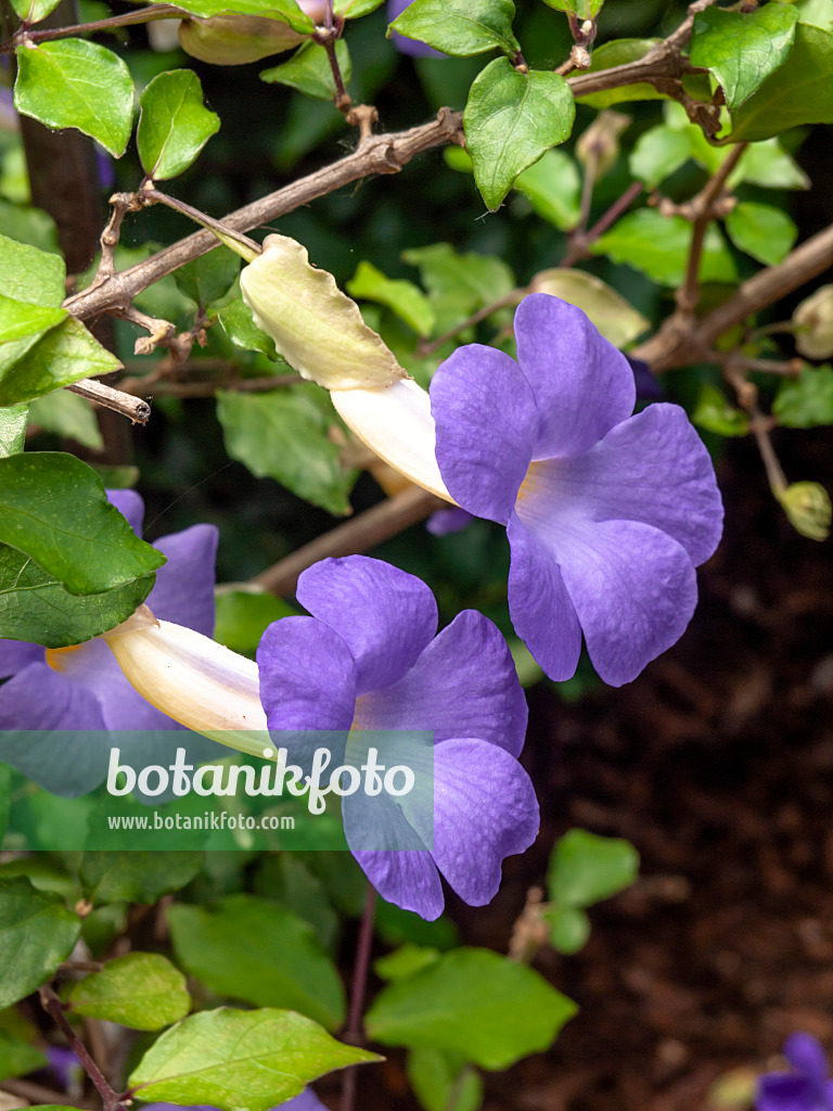 427115 - Thunbergie (Thunbergia natalensis)