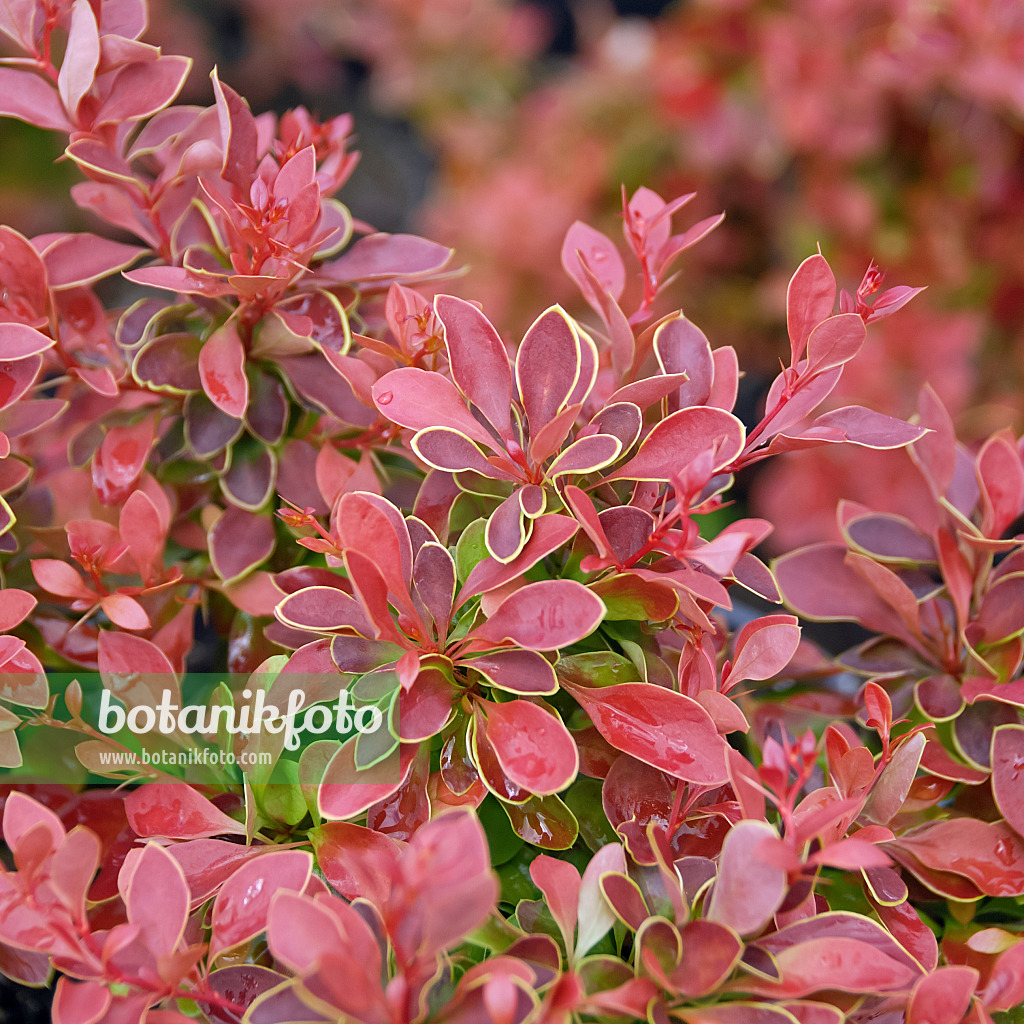 471363 - Thunbergs Berberitze (Berberis thunbergii 'Admiration')