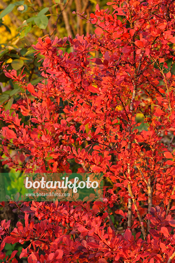 489154 - Thunbergs Berberitze (Berberis thunbergii 'Atropurpurea')