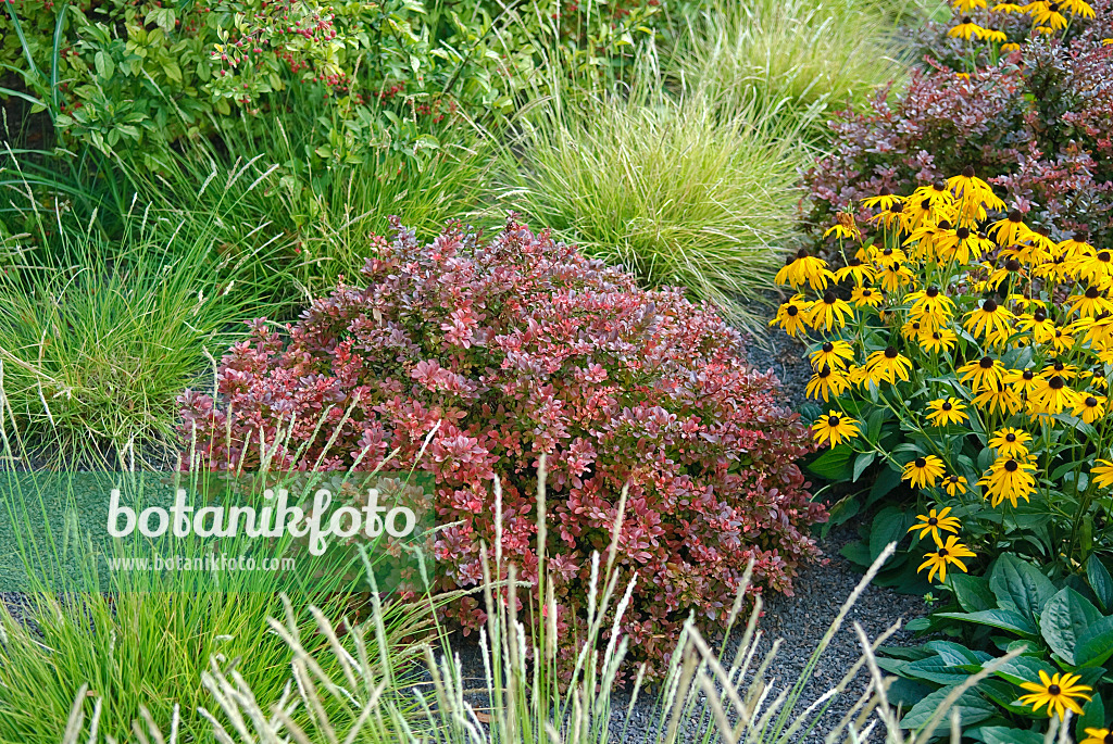 502119 - Thunbergs Berberitze (Berberis thunbergii 'Atropurpurea Nana') und Gewöhnlicher Sonnenhut (Rudbeckia fulgida)