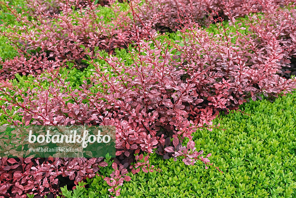 471364 - Thunbergs Berberitze (Berberis thunbergii 'Rose Glow')