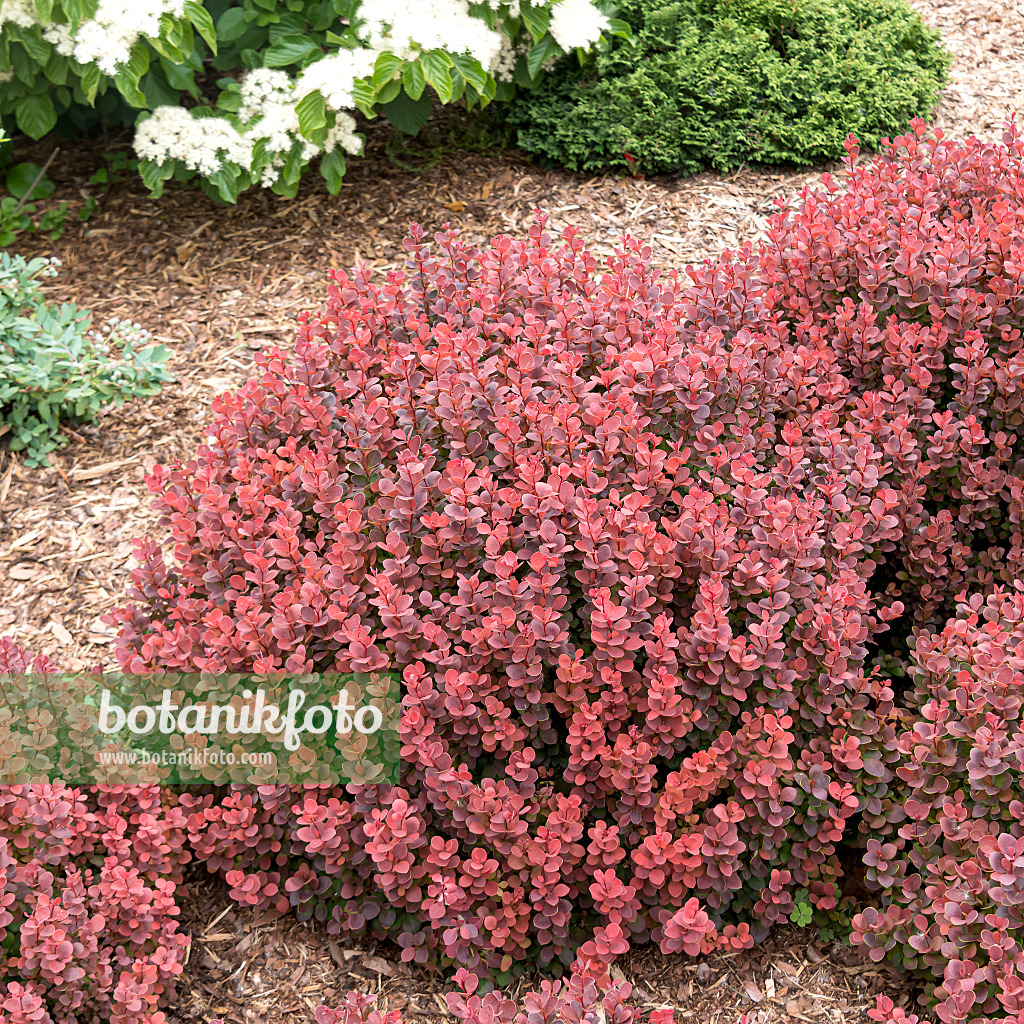 607011 - Thunbergs Berberitze (Berberis thunbergii 'Sunjoy Mini Maroon')