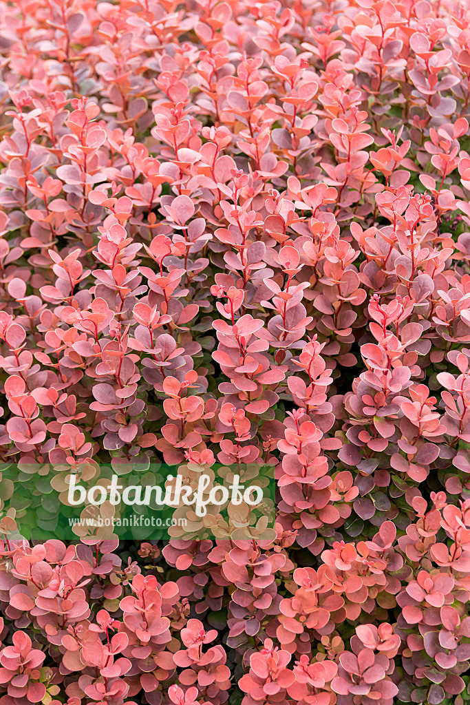 607012 - Thunbergs Berberitze (Berberis thunbergii 'Sunjoy Mini Maroon')