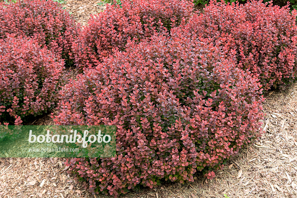 607013 - Thunbergs Berberitze (Berberis thunbergii 'Sunjoy Mini Maroon')