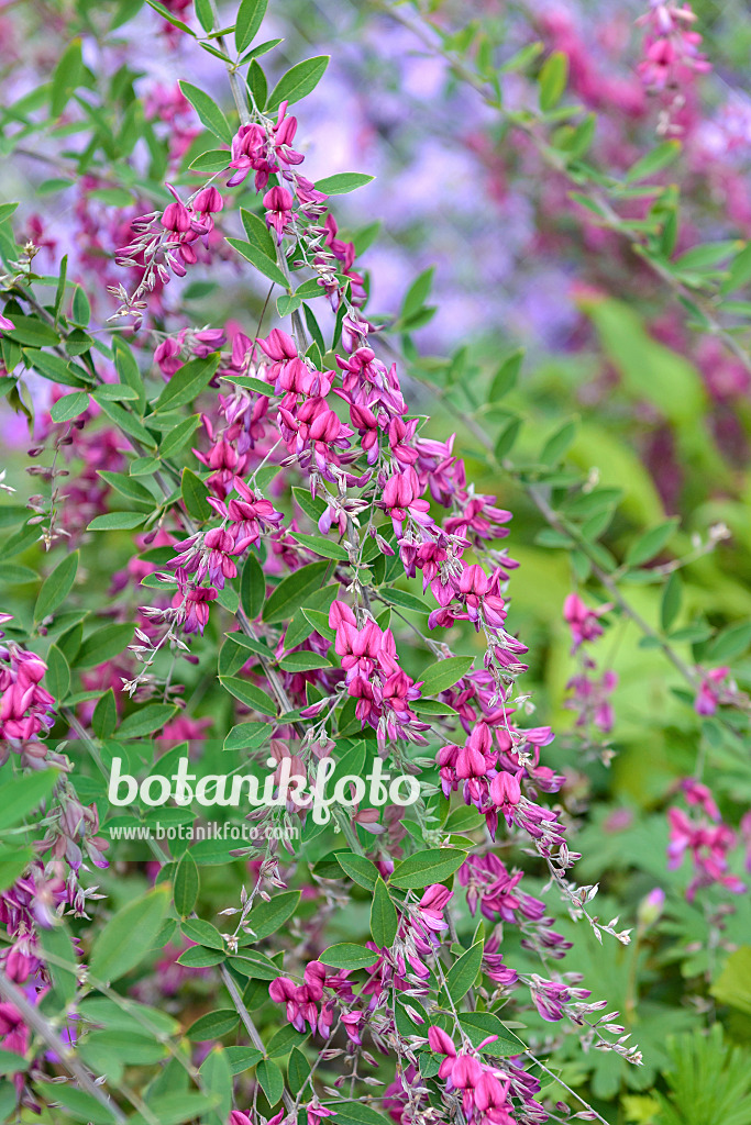 547163 - Thunbergs Buschklee (Lespedeza thunbergii)