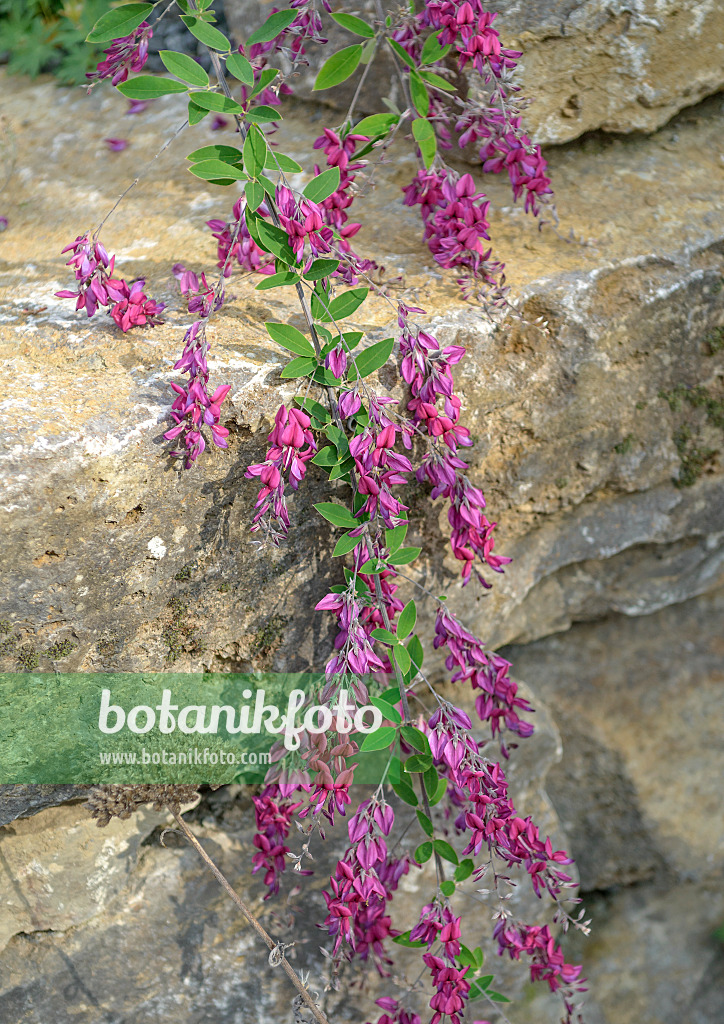 547164 - Thunbergs Buschklee (Lespedeza thunbergii)