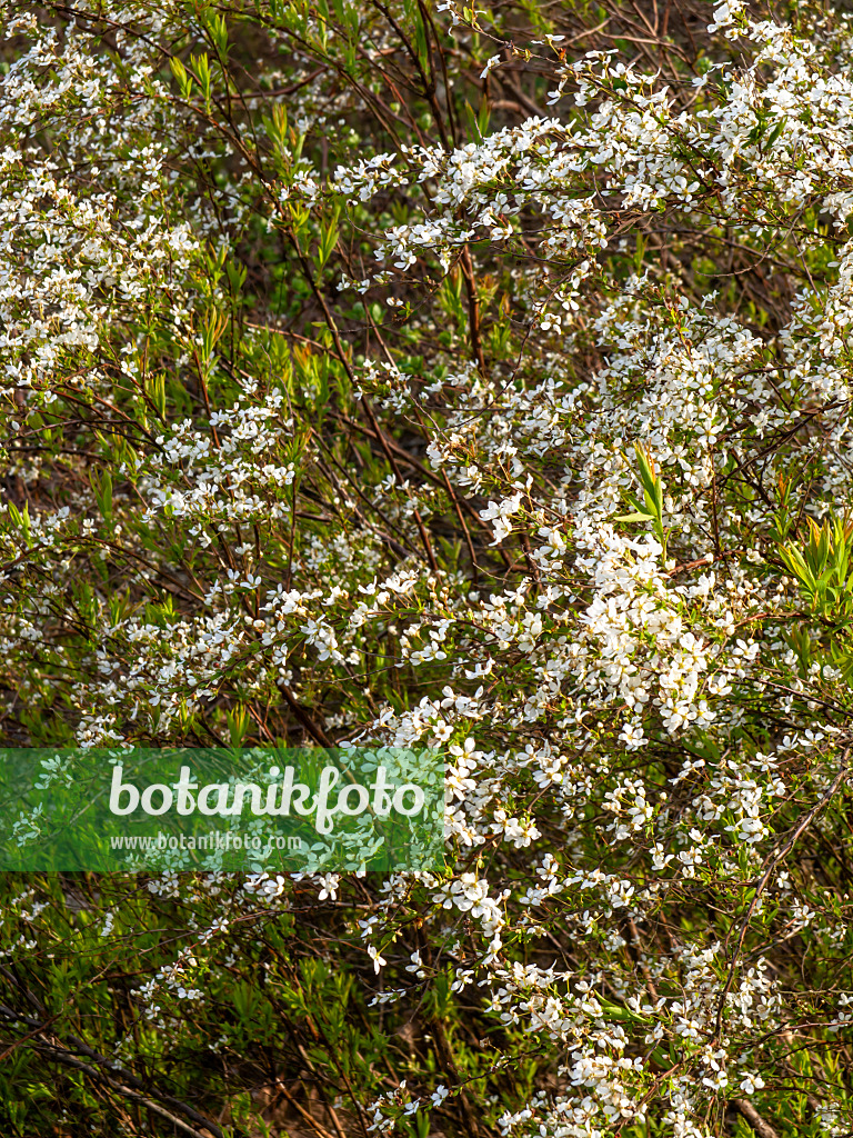 459011 - Thunbergs Spierstrauch (Spiraea thunbergii)