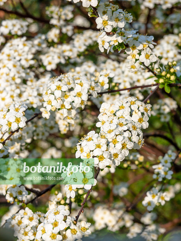 459023 - Thunbergs Spierstrauch (Spiraea thunbergii)