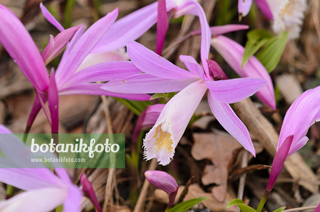 531144 - Tibet-Orchidee (Pleione)